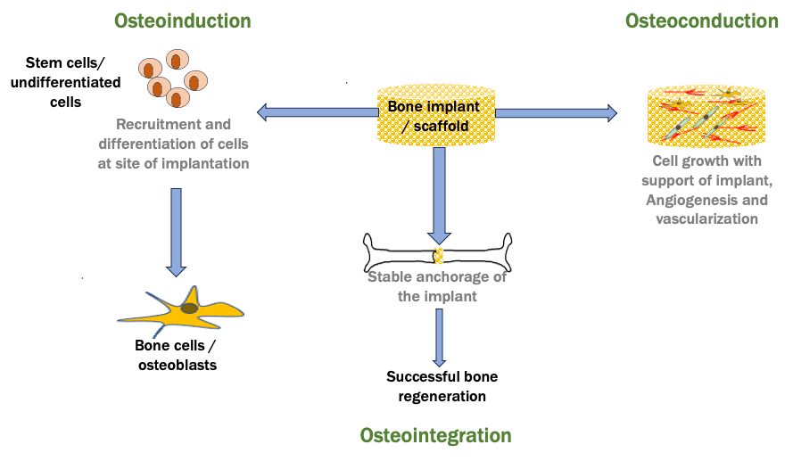 Osteoconduction osteoinduction and osseointegration