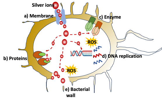 how do silver ions kill bacteria